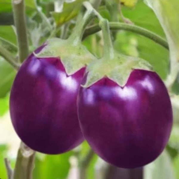 Round brinjal(Gol bagun)